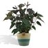 Anthurium Andreanum Black Love Incl. Pure Mand - 45Cm - Ø12_