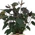 Anthurium Andreanum Black Love Incl. Pure Mand - 45Cm - Ø12_