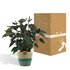 Anthurium Andreanum Black Love Incl. Pure Mand - 45Cm - Ø12_