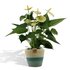 Anthurium Andreanum Vanilla Incl. Pure Mand - 45Cm - Ø12_