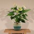 Anthurium Andreanum Vanilla Incl. Pure Mand - 45Cm - Ø12_