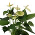 Anthurium Andreanum Vanilla Incl. Pure Mand - 45Cm - Ø12_