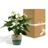 Anthurium Andreanum Vanilla Incl. Pure Mand - 45Cm - Ø12_