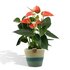 Anthurium Andreanum Prince Of Orange Incl. Pure Mand - 45Cm - Ø12_