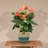 Anthurium Andreanum Prince Of Orange Incl. Pure Mand - 45Cm - Ø12_