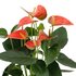 Anthurium Andreanum Prince Of Orange Incl. Pure Mand - 45Cm - Ø12_