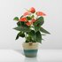 Anthurium Andreanum Prince Of Orange Incl. Pure Mand - 45Cm - Ø12_