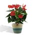 Anthurium Andreanum Esudo Incl. Pure Mand - 45Cm - Ø12_