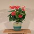 Anthurium Andreanum Esudo Incl. Pure Mand - 45Cm - Ø12_