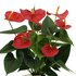 Anthurium Andreanum Esudo Incl. Pure Mand - 45Cm - Ø12_