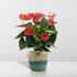 Anthurium Andreanum Esudo Incl. Pure Mand - 45Cm - Ø12_