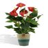 Anthurium Andreanum Diamond Red Incl. Pure Mand - 45Cm - Ø12_