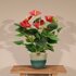 Anthurium Andreanum Diamond Red Incl. Pure Mand - 45Cm - Ø12_