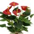 Anthurium Andreanum Diamond Red Incl. Pure Mand - 45Cm - Ø12_