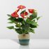 Anthurium Andreanum Diamond Red Incl. Pure Mand - 45Cm - Ø12_