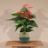 Anthurium Andreanum Sweet Dream Incl. Pure Mand - 45Cm - Ø12_