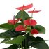 Anthurium Andreanum Sweet Dream Incl. Pure Mand - 45Cm - Ø12_