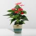 Anthurium Andreanum Sweet Dream Incl. Pure Mand - 45Cm - Ø12_