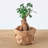 Planten Terrarium Pakket - Ficus Ginseng Bonsai - Navulling & Startpakket- Diy_