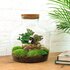 Diy Terrarium - Fat Joe Coffea - ↕ 30 Cm DIY terrarium - Fat Joe Coffea - ↕ 30 cm - Normal_