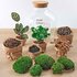 Diy Terrarium - Fat Joe Coffea - ↕ 30 Cm DIY terrarium - Fat Joe Coffea - ↕ 30 cm - Normal_