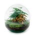 Diy Terrarium - Dome Red - ↕ 20 Cm DIY terrarium - Dome Red - ↕ 20 cm - Normal_