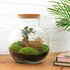 Diy Terrarium - Teddy Bonsai - ↕ 26,5 Cm DIY terrarium - Teddy bonsai - ↕ 26,5 cm - Rake + Shovel_