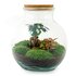 Diy Terrarium - Teddy Bonsai - ↕ 26,5 Cm DIY terrarium - Teddy bonsai - ↕ 26,5 cm - Rake + Shovel_