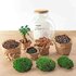 Diy Terrarium - Teddy Bonsai - ↕ 26,5 Cm DIY terrarium - Teddy bonsai - ↕ 26,5 cm - Normal_