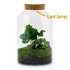 Diy Terrarium - Milky Coffea Met Lamp - ↕ 31 Cm DIY terrarium - Milky Coffea met lamp - ↕ 31 cm - Normal_