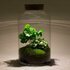 Diy Terrarium - Milky Coffea Met Lamp - ↕ 31 Cm DIY terrarium - Milky Coffea met lamp - ↕ 31 cm - Normal_