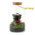 Diy Terrarium - Milky Calathea With Light - ↕ 31 Cm DIY terrarium - Milky Calathea with Light - ↕ 31 cm - Normal_