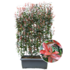 Photinia Fraseri 'Carré Rouge' - Glansmispel - Kant-En-Klaar Haag - 120 X 120 X 180 Cm_